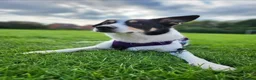 Mixed Breed dogs for adoption: Meet Loki, currently residing in Middlesbrough  in Middlesbrough - Advert 9