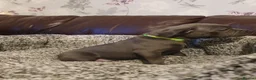 Staffordshire Bull Terrier dogs for sale: Champions blood line Blue Staffordshire Terrier - Advert 13