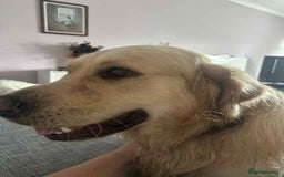 Golden Retriever dogs for stud: Gorgeous Golden Retriever Stud  - Image 10