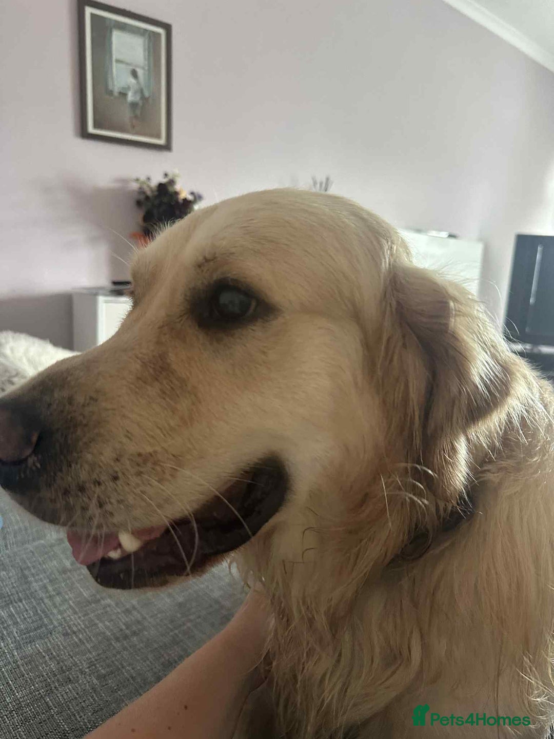 Golden Retriever dogs for stud: Gorgeous Golden Retriever Stud  - Image 10