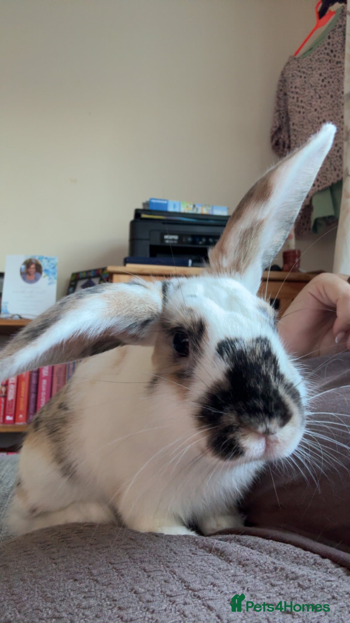 Mixed Breed rabbits Young male  - Advert 1