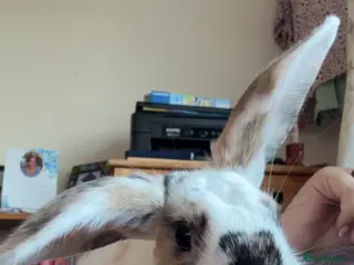 Mixed Breed rabbits Young male - Advert 1