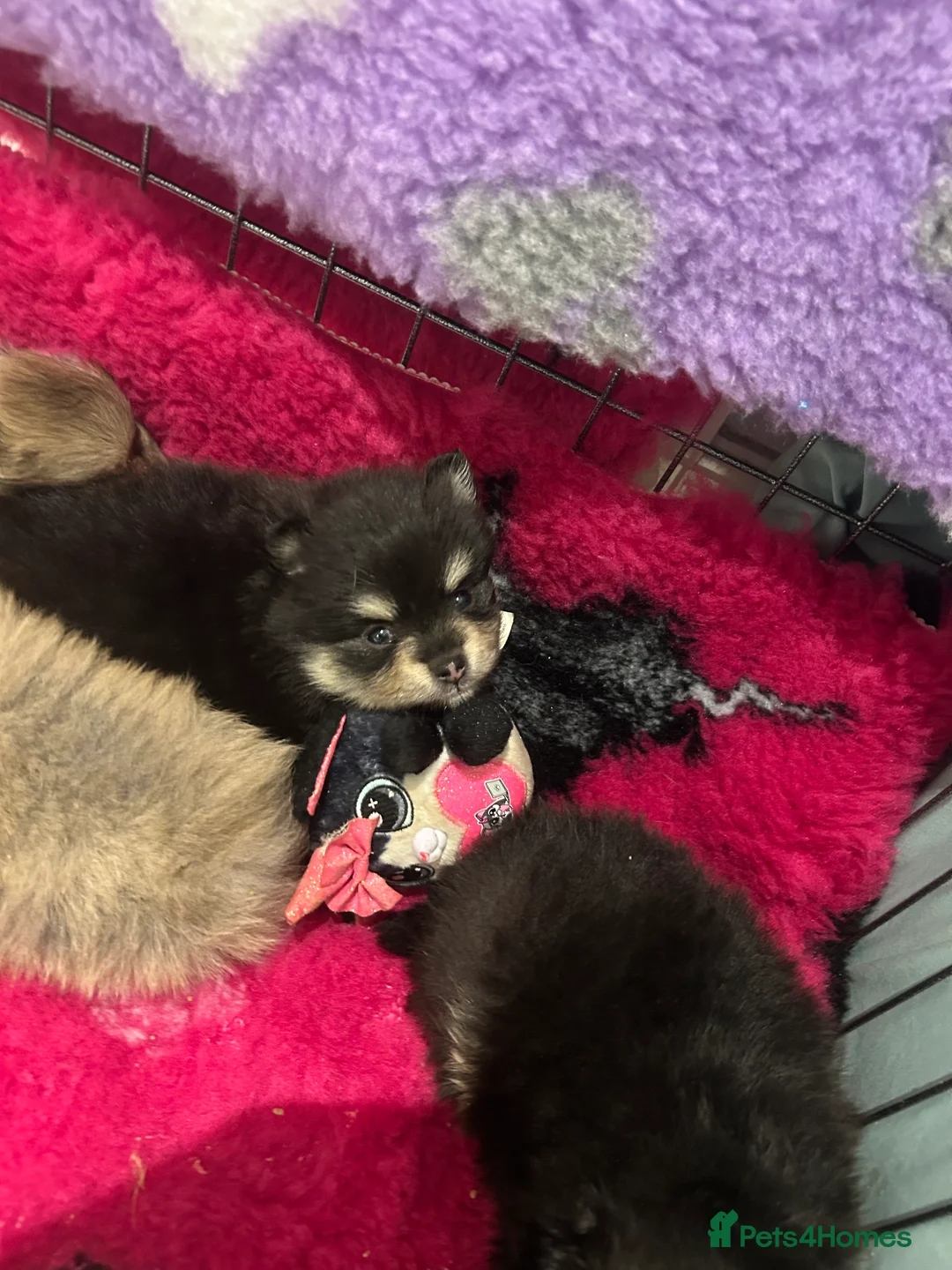 Pomeranian dogs for sale: Kc reg stunning pomeranian puppies  - Advert 8