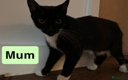 Domestic Shorthair cats for sale: 3 beautiful female Tuxedo Kittens  - Image 12