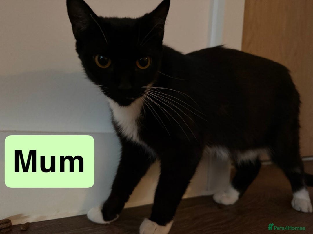Domestic Shorthair cats for sale: 3 beautiful female Tuxedo Kittens  - Image 12