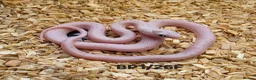Corn Snake reptiles for sale: Palmetto and caramel palmetto corn snakes  - Advert 2