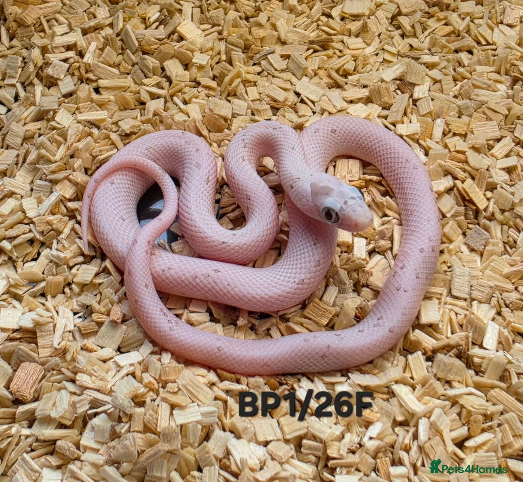 Corn Snake reptiles for sale: Palmetto and caramel palmetto corn snakes  - Advert 2