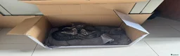 Mixed Breed cats for sale: 4 Beautiful Male Kittens Ready 15th May - Advert 25