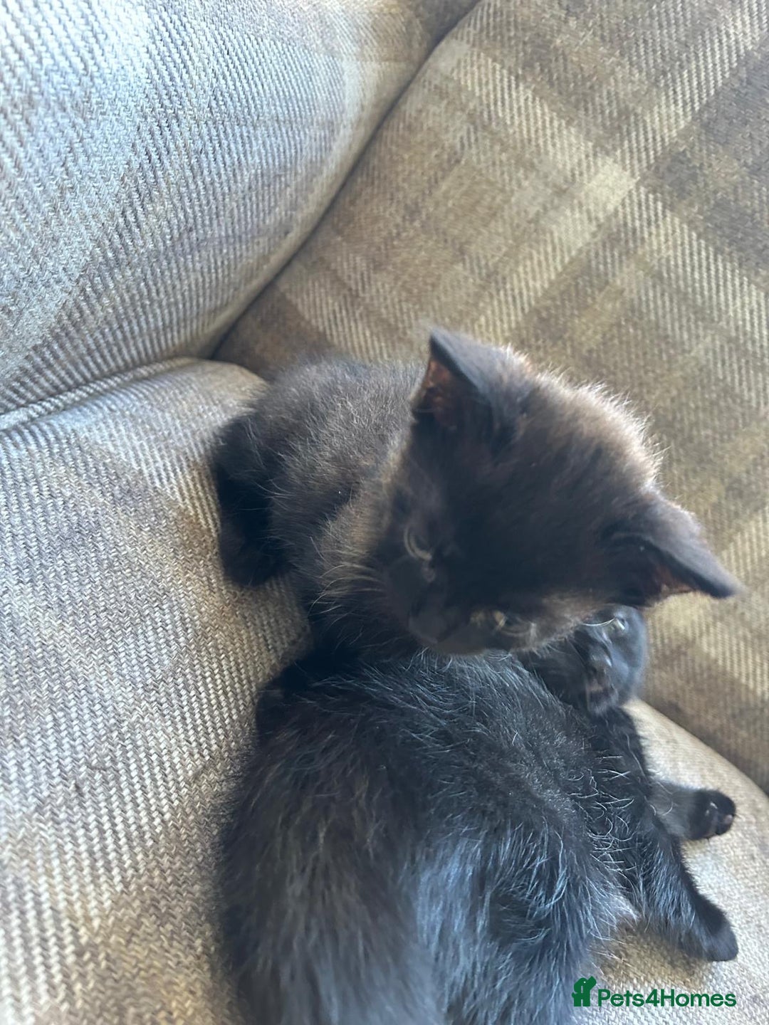 Ragdoll cats for sale:  2half Ragdoll and half domesticshorthair for sale - Advert 11