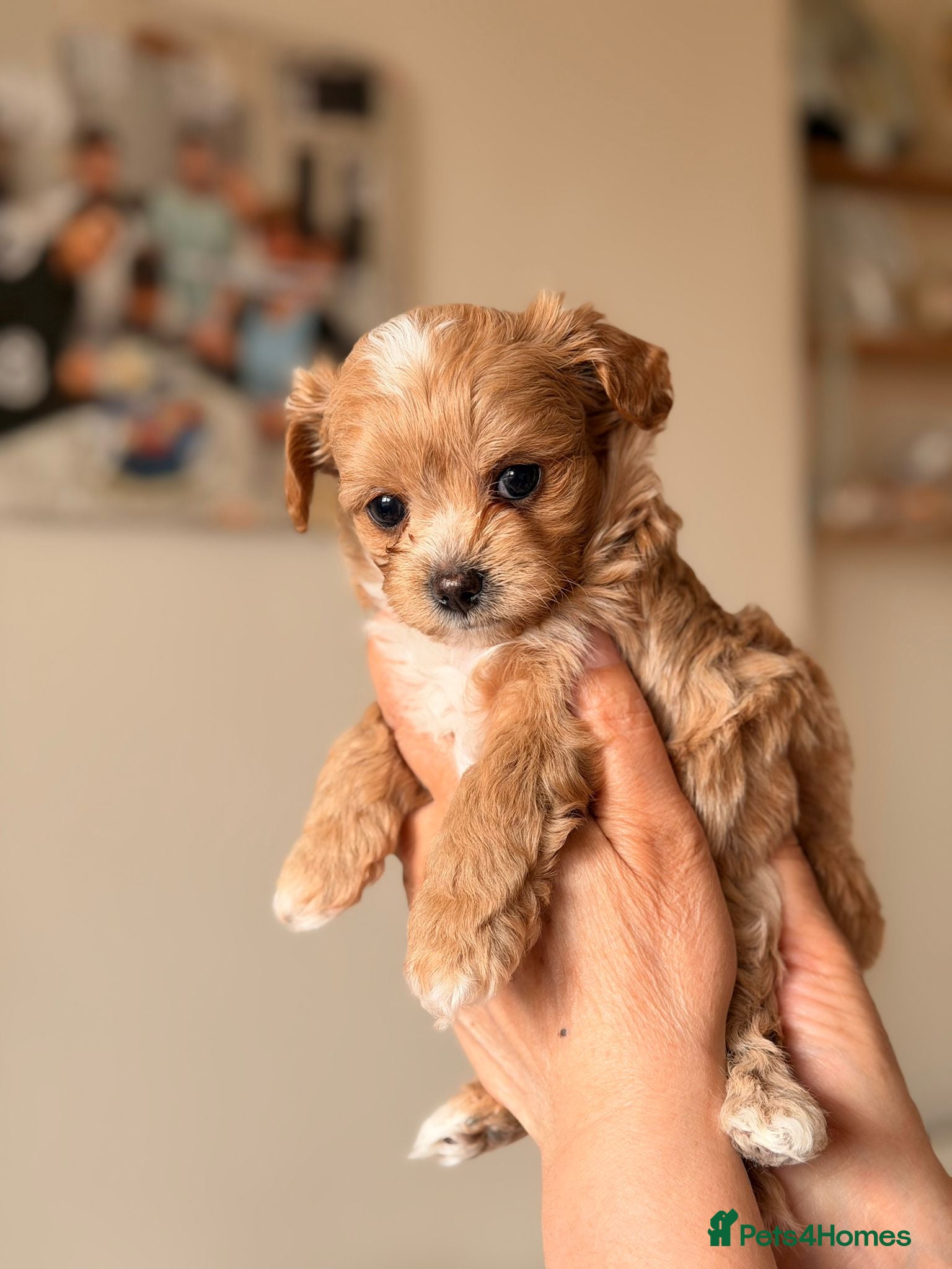 Maltipoo dogs for sale: Beautiful maltipoo puppies ready for loving homes! in London - Advert 10