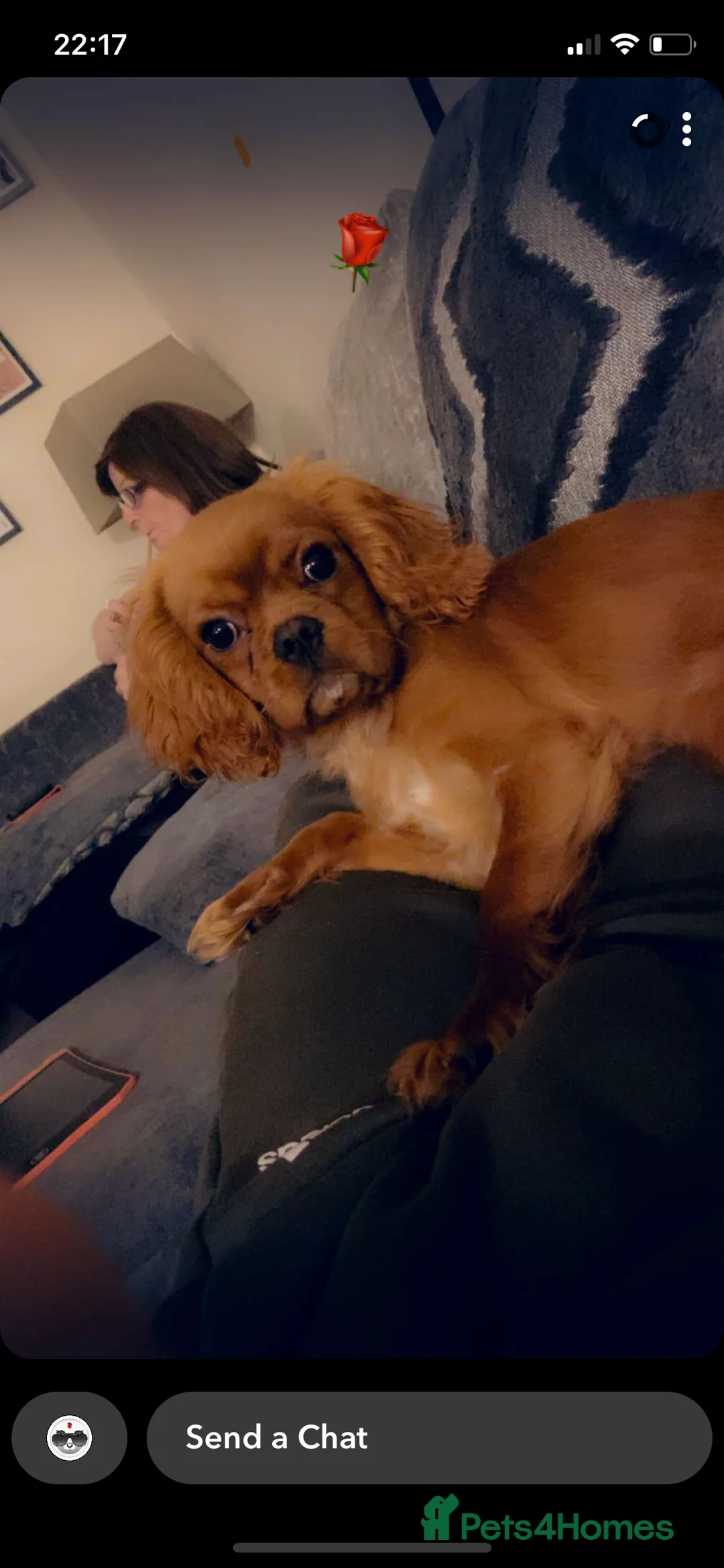 Cavalier King Charles Spaniel dogs for stud: STUD only!  KC registered  - Advert 7