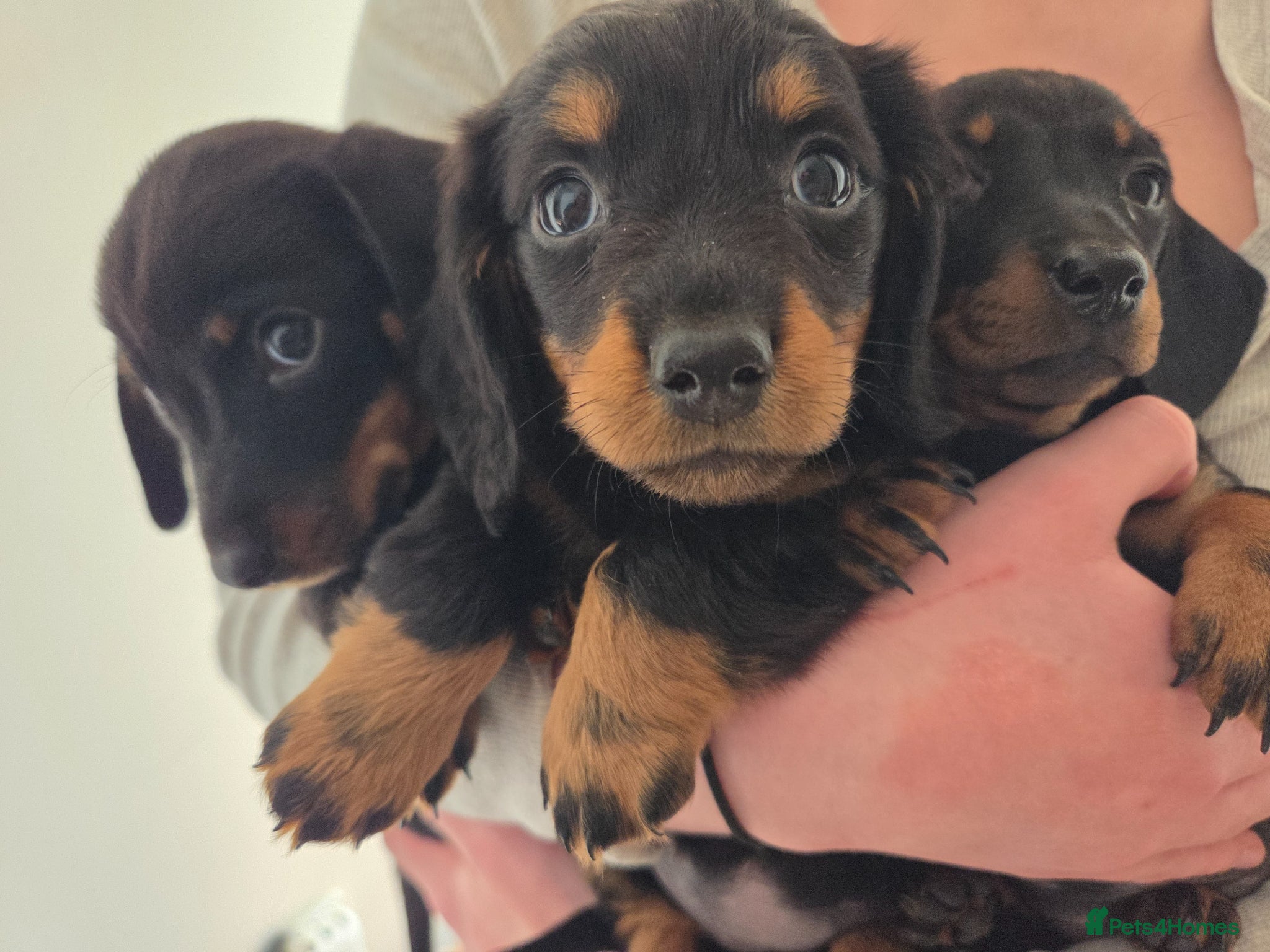 Miniature Dachshund dogs **only 2 girls left** Miniature Dachshunds - Advert 1