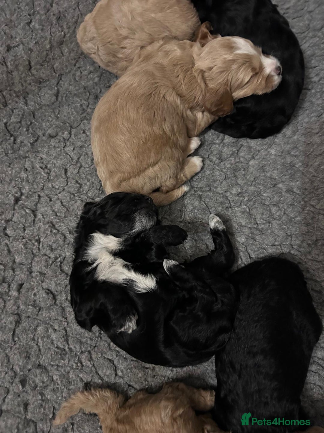 Cockapoo dogs for sale: Cockapoo puppies 3 girls 3 boys  - Image 6
