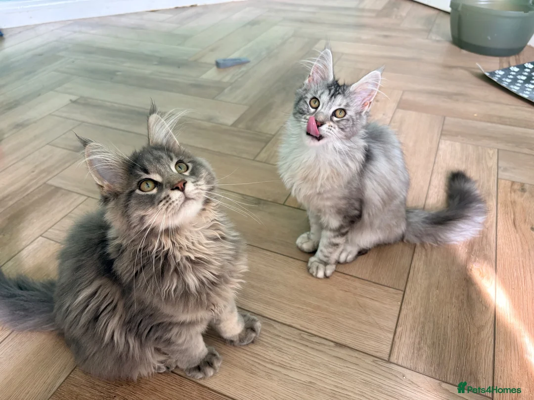 Maine Coon cats for sale: one left Tica registered mainecoon kittens - Advert 2