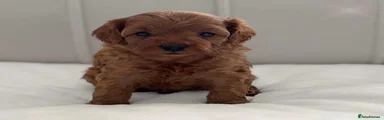 Cavapoo 5