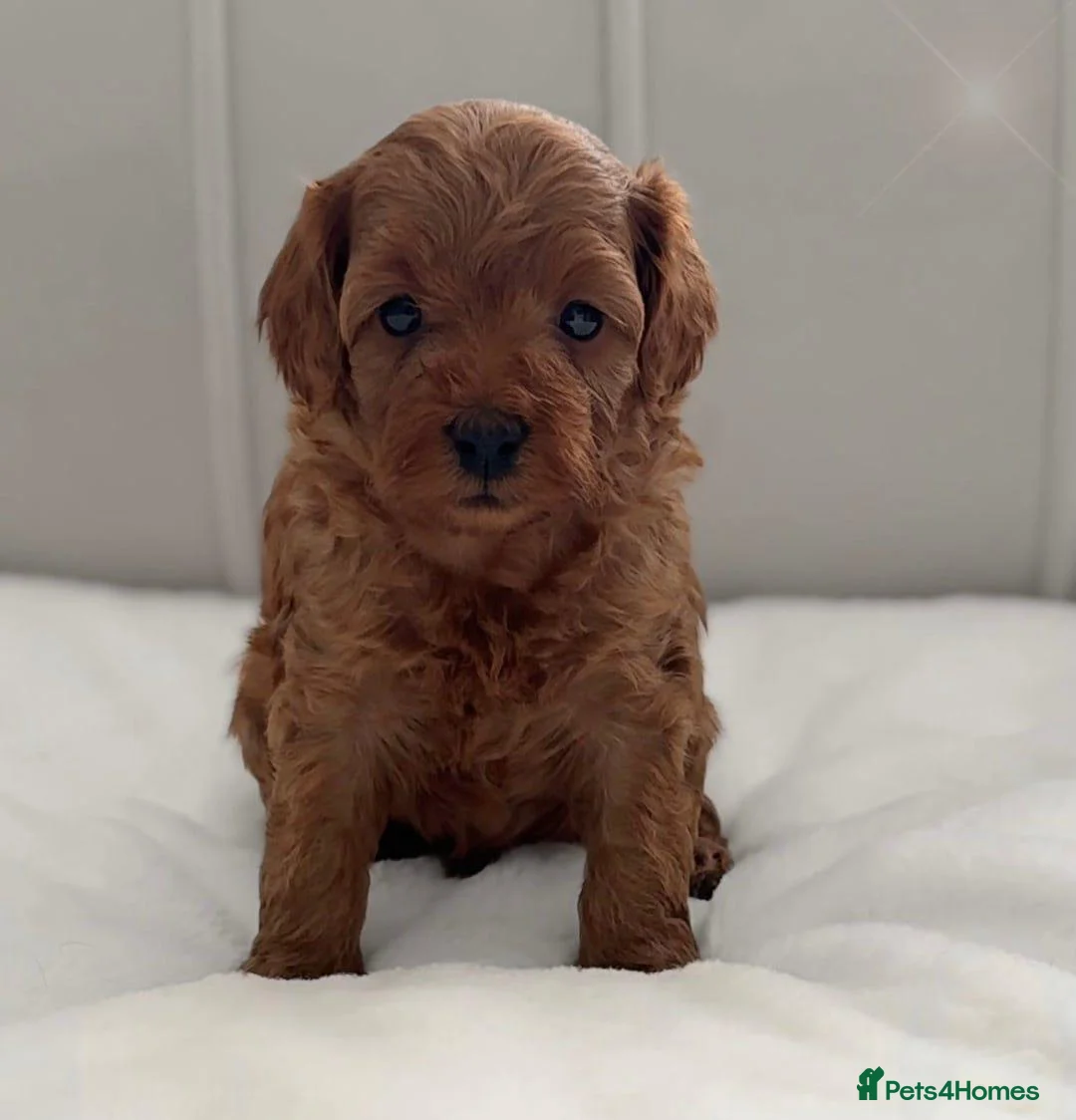 Cavapoo dogs for sale: Beautiful Cavapoo Puppies - Advert 2