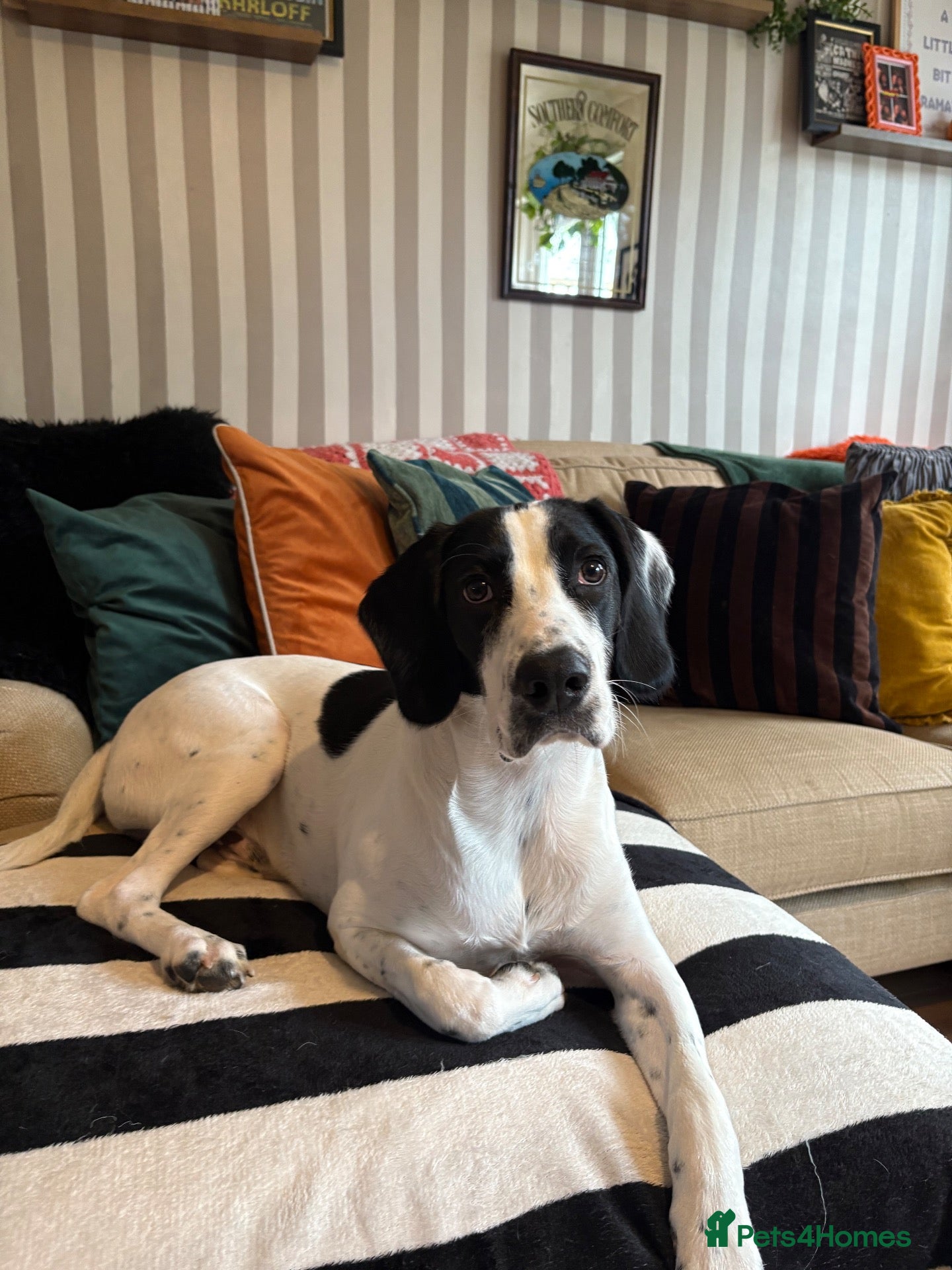 Mixed Breed dogs 6 month old male springer spaniel x foxhound  - Advert 6
