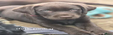 Labrador Retriever 5