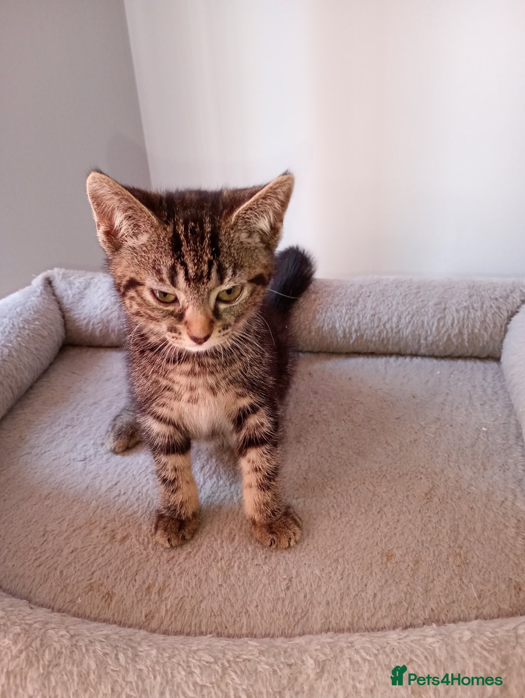 British Shorthair cats for sale: Beautiful British shorthair kittens 90£ for two in West Drayton - Image 12