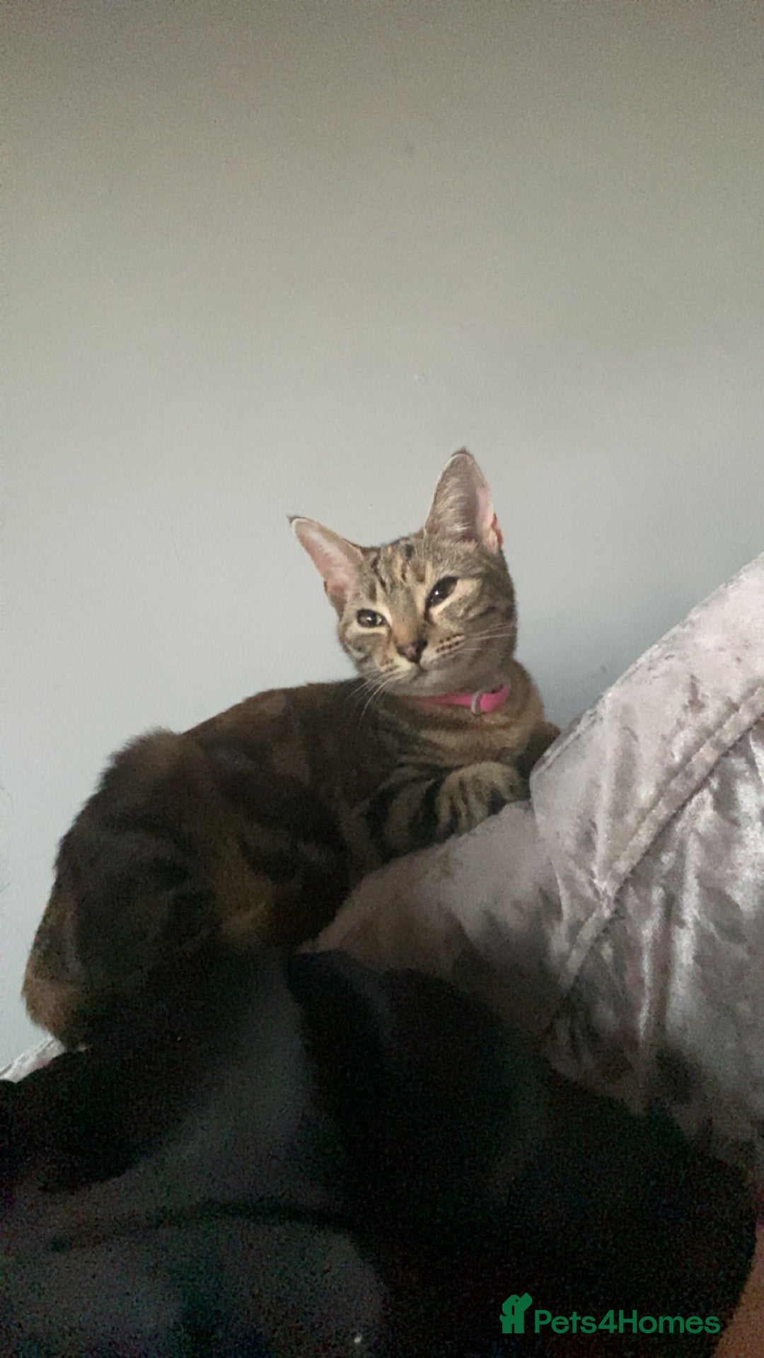 British Shorthair cats for sale: One female one male 9  months old kittens  - Image 3