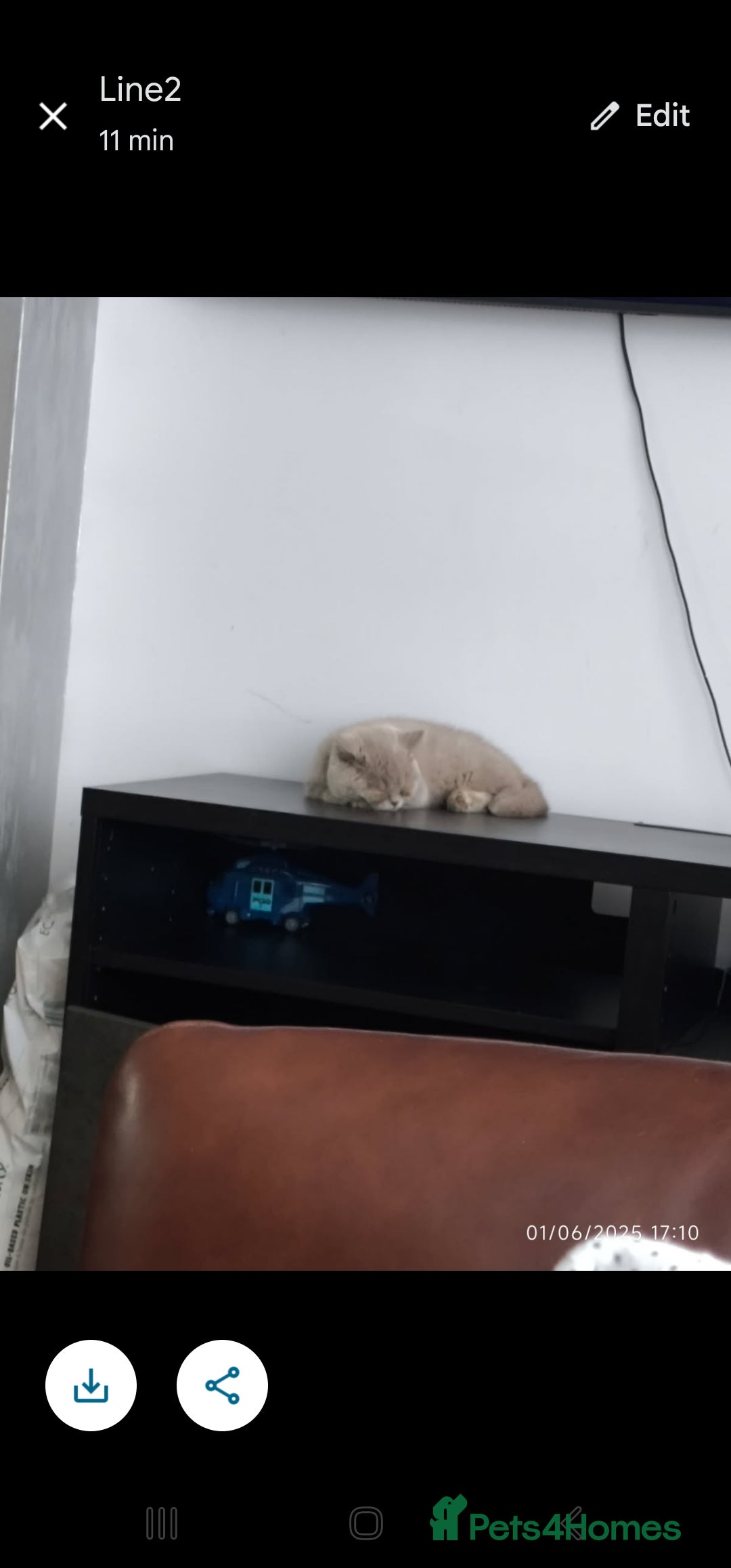 British Shorthair cats for sale: ACTIVE GCCF Lilac kitten - Image 8