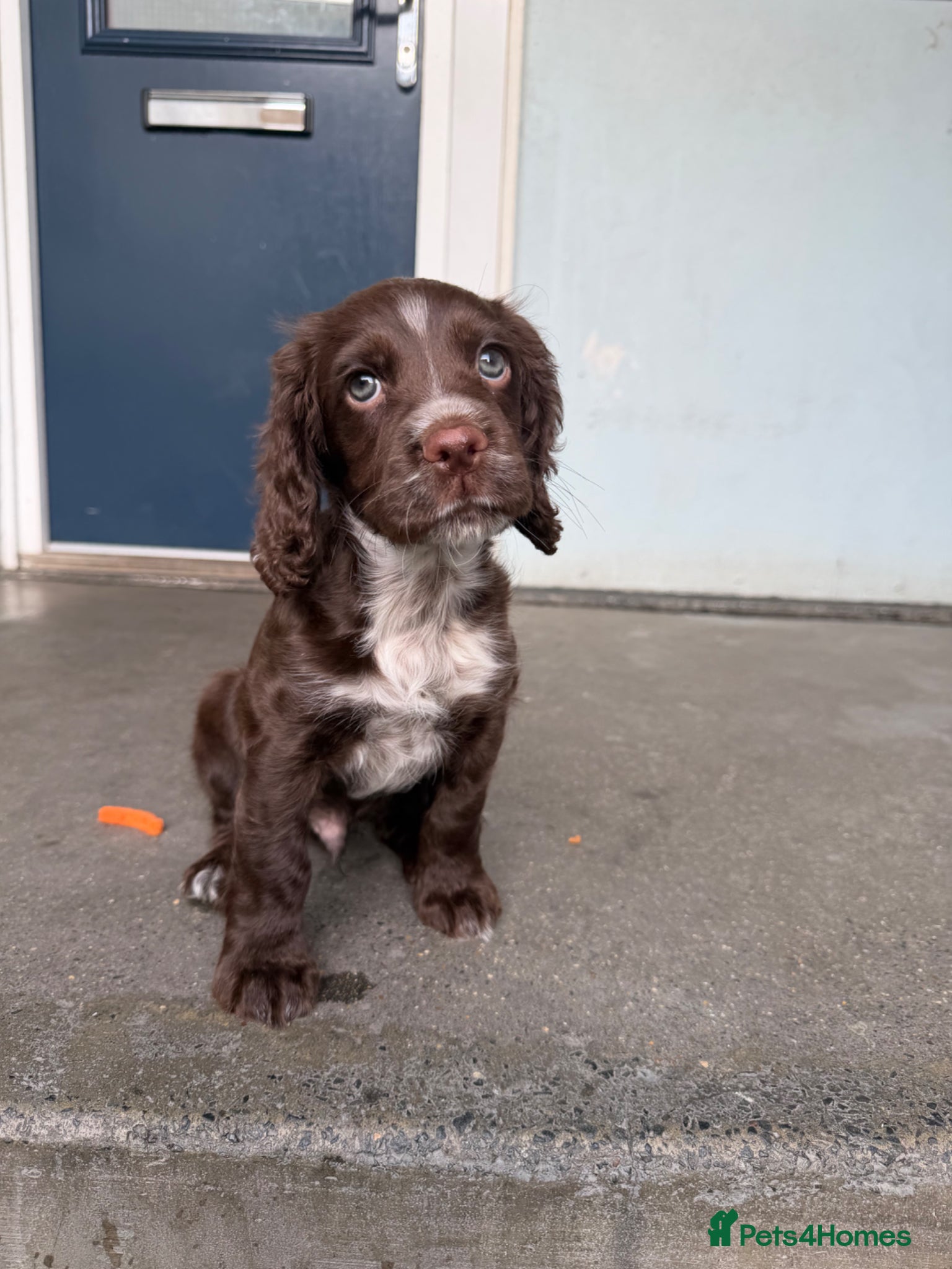 Cocker Spaniel dogs Olive  - Advert 1