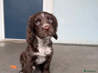 Cocker Spaniel dogs Olive - Advert 4
