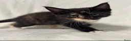 Maine Coon cats for sale: Gorgeous multi coloured half maine coon babies  - Advert 18