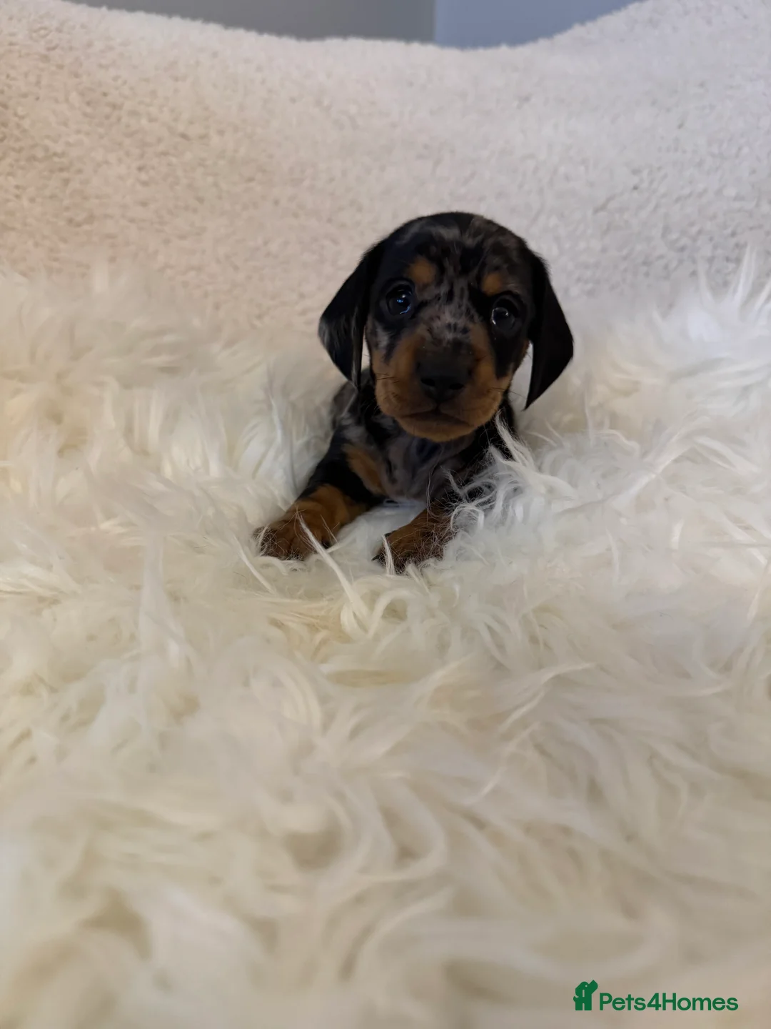 Miniature Dachshund dogs for sale: KC registered Miniature Dachshund puppies - Advert 5