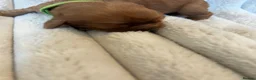 Cavalier King Charles Spaniel dogs for sale: Cavalier King Charles  - Advert 14