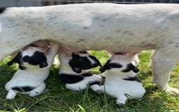 Jack Russell dogs for sale: Adorable Jack Russell Puppies in Northampton - Image 1