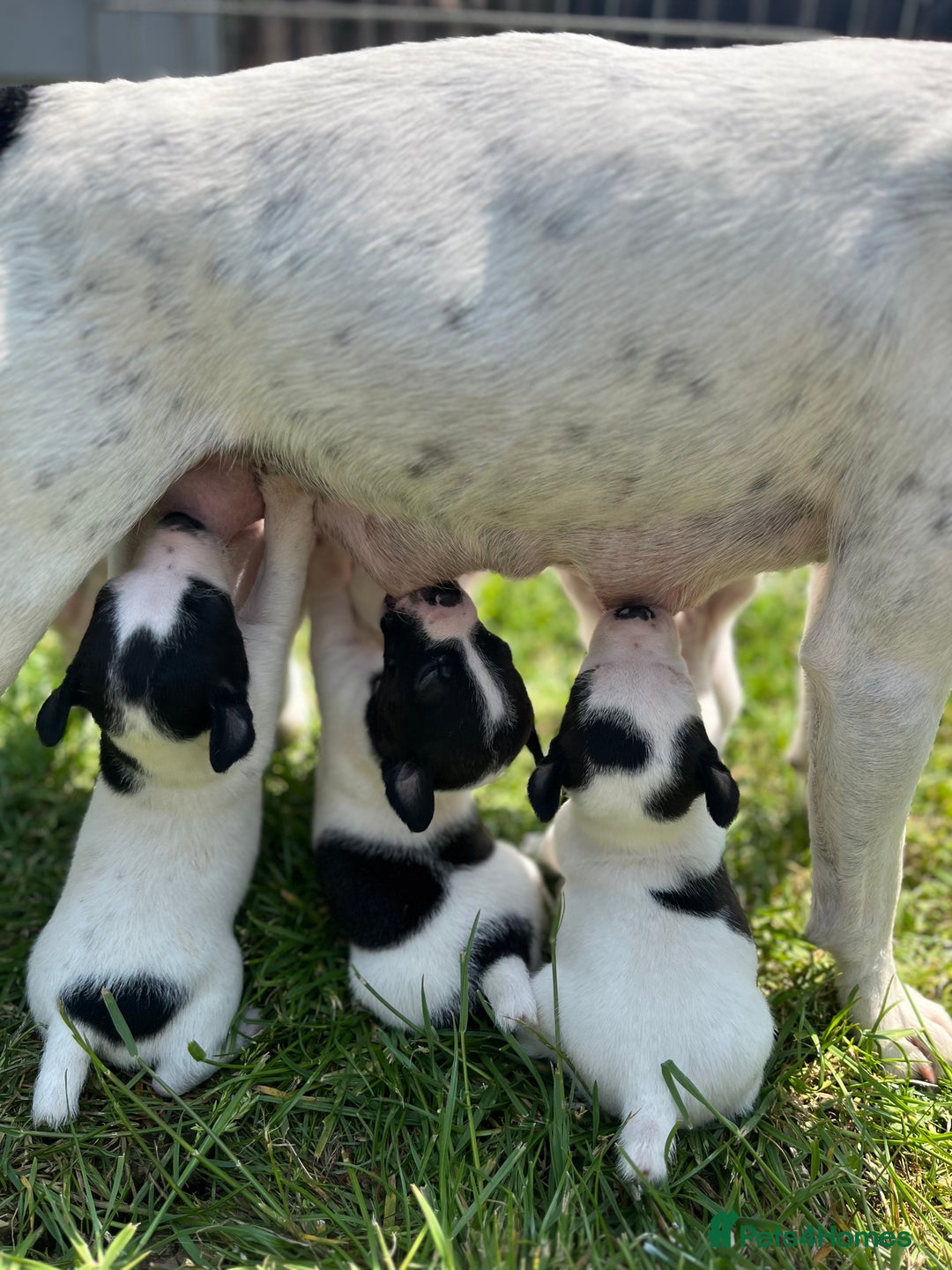 Jack Russell dogs for sale: Adorable Jack Russell Puppies in Northampton - Image 1
