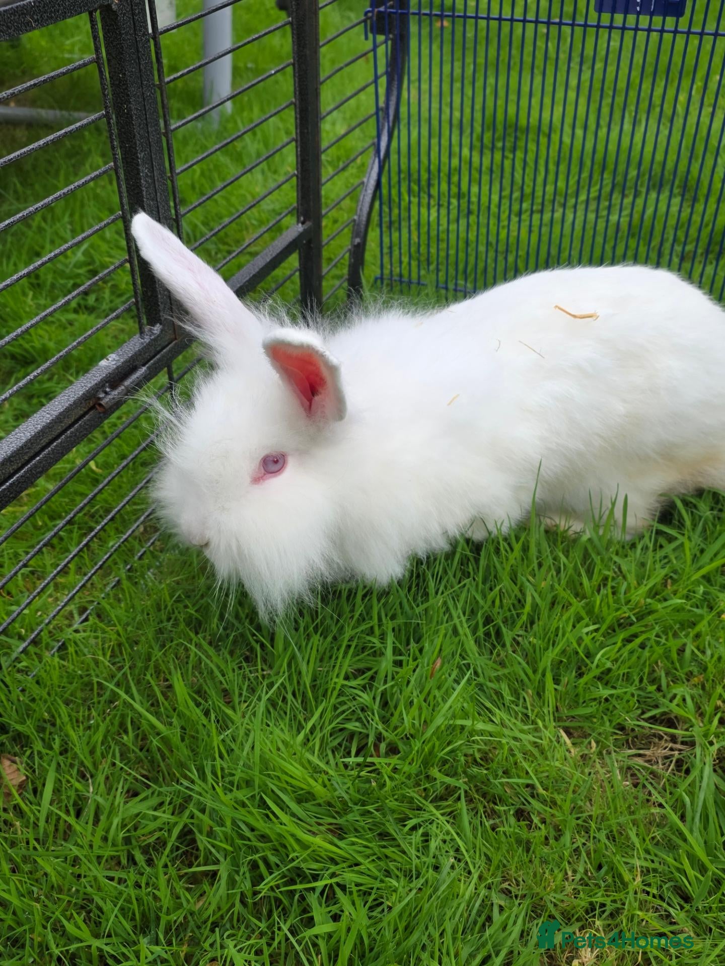 Mixed Breed rabbits for sale: For sale - Advert 1