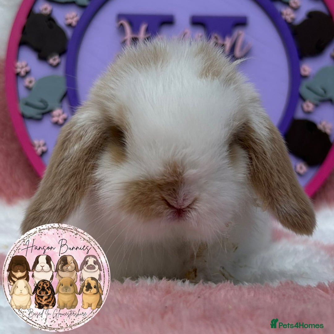 Mini Lop rabbits for sale: Beautiful Mini Lop Babies Available  - Image 1