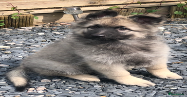 German Shepherd dogs - Advert 14