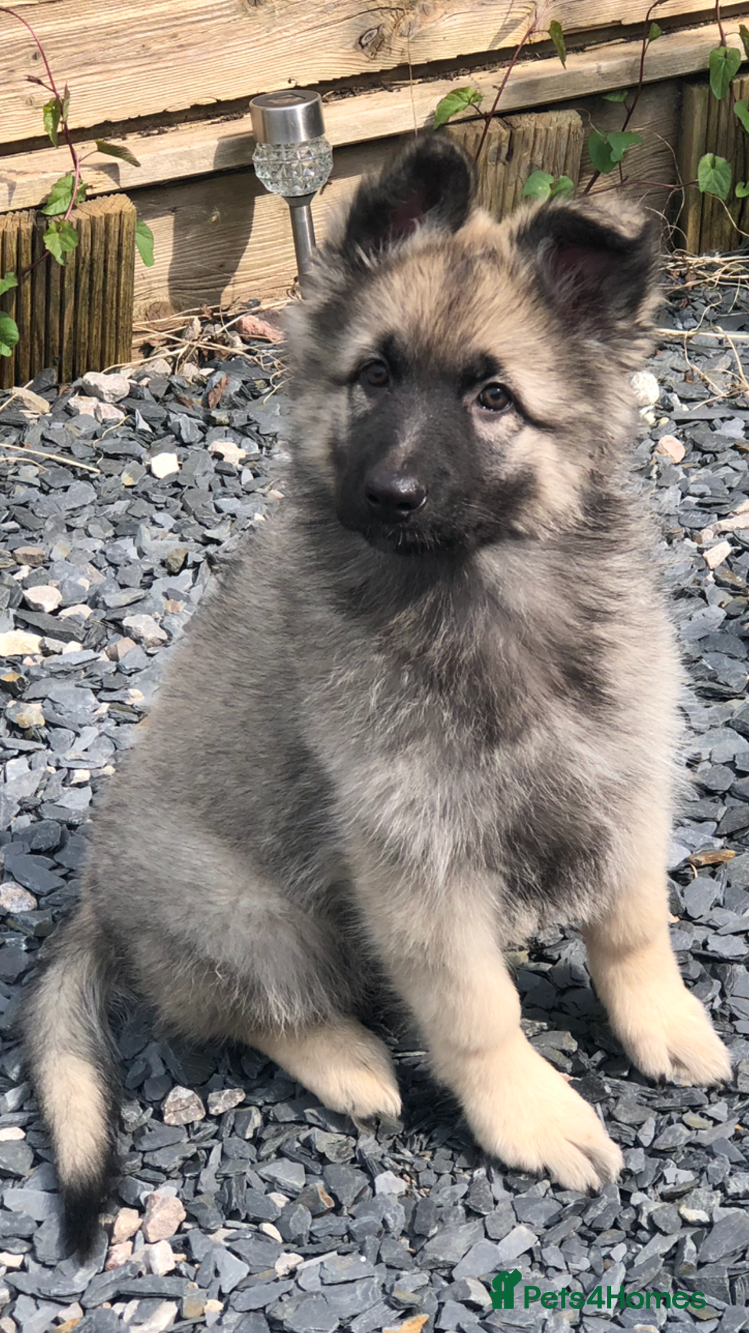German Shepherd dogs for sale: German shepherd pups silver sable black/tan black  - Image 2