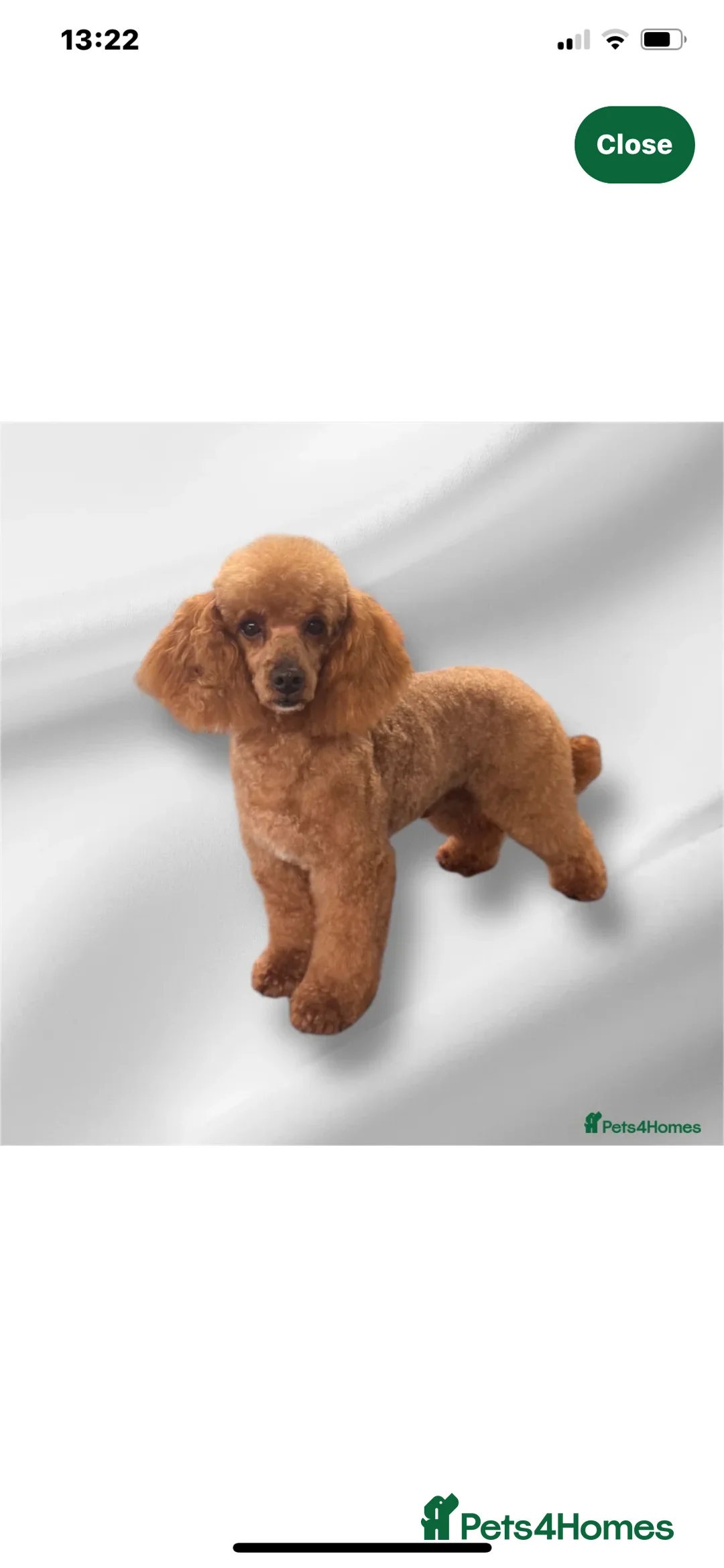 Cavapoo dogs for sale: Stunning F1 Cavapoo Girl Puppy - Advert 8