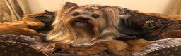 Yorkshire Terrier dogs for sale: Beautiful Pedigree Yorkshire Terrier puppies. - Advert 16