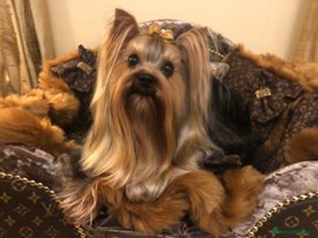 Yorkshire Terrier dogs for sale: Beautiful Pedigree Yorkshire Terrier puppies. - Advert 12