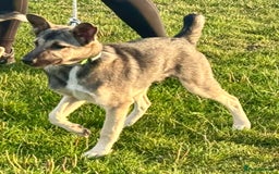 Mixed Breed dogs for sale: Belgian X Collie, 4 beautiful girls, 6 months old  - Image 6