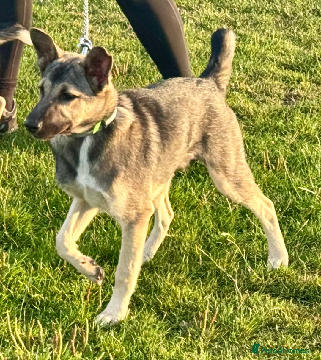 Mixed Breed dogs for sale: Belgian X Collie, 4 beautiful girls, 6 months old  - Image 6
