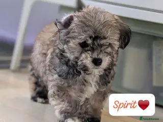 Chipoo dogs Chipoo Puppies only 2 boys left - Advert 4