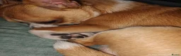 Chihuahua dogs for sale: Peanut and Lil Bear  - Advert 15