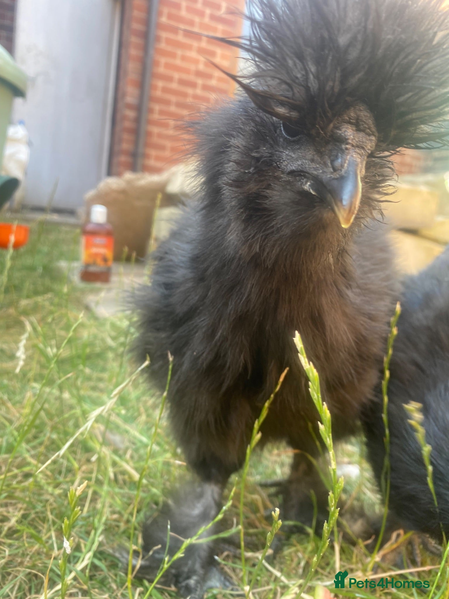 Chickens poultry Black silkie boys x2 - Advert 1