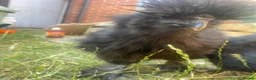 Chickens poultry for sale: Black silkie boys x2 - Advert 1