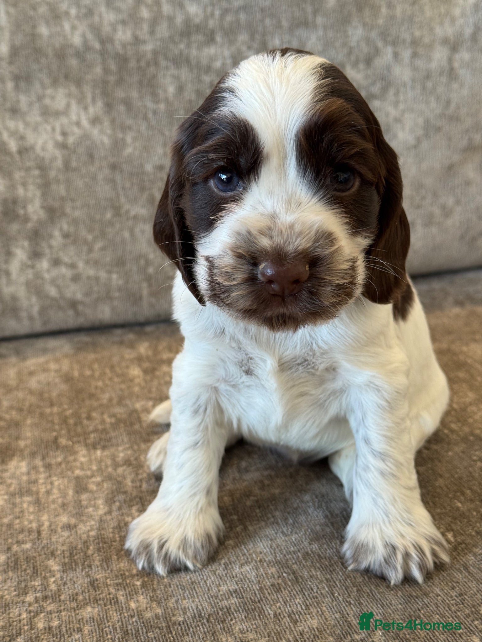 Cocker Spaniel dogs 100% SHOWTYPE KC REGISTERED COCKER SPANIELS - Advert 2