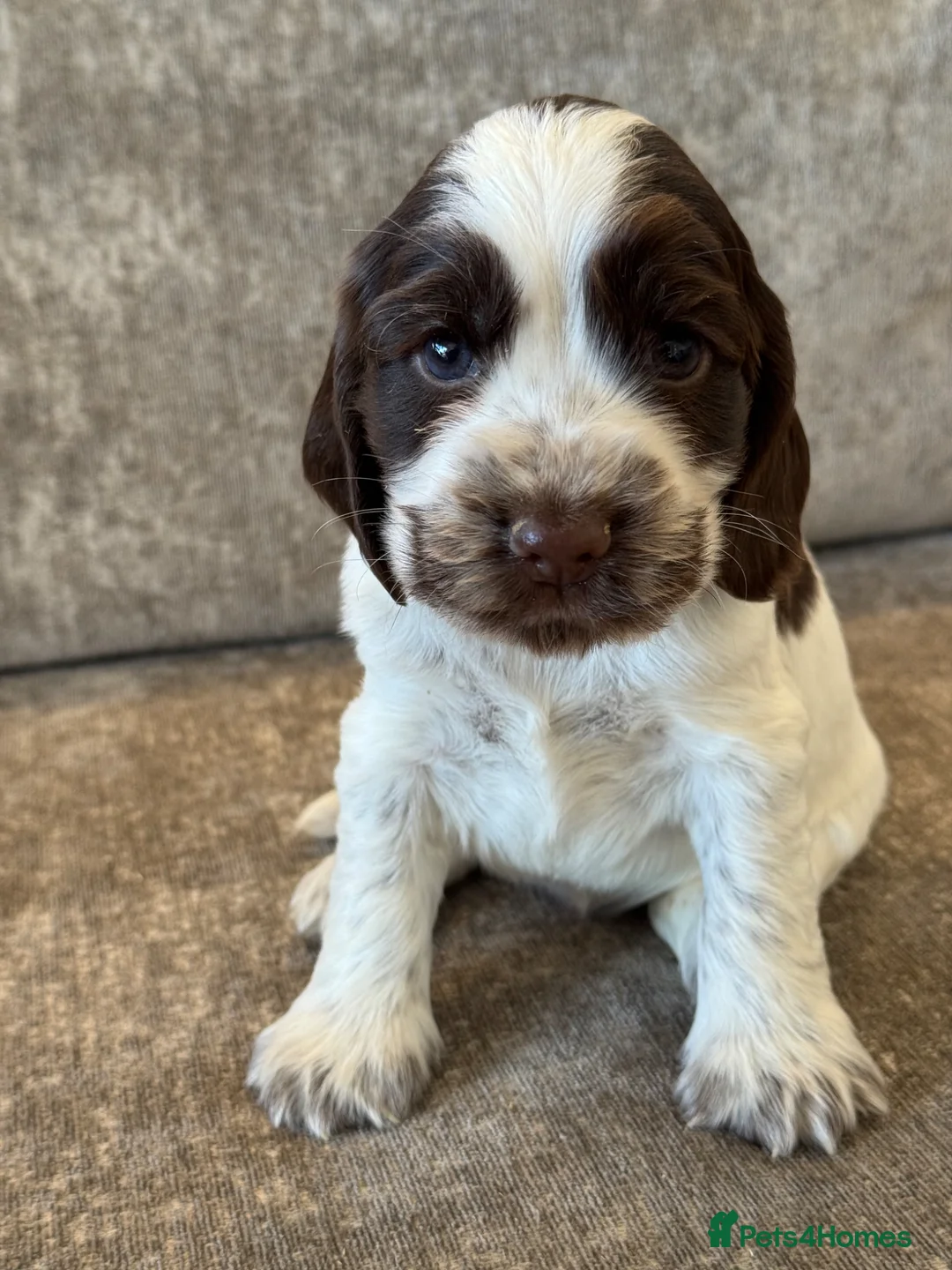 Cocker Spaniel dogs for sale: 100% SHOWTYPE KC REGISTERED COCKER SPANIELS - Advert 2