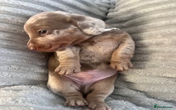 Miniature Dachshund dogs for sale: 🖤🐶Beautiful Miniature Dachshund Puppies🖤🐶!! - Image 23