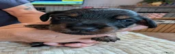 Mixed Breed dogs for sale: MERLE DORKIE - Advert 16