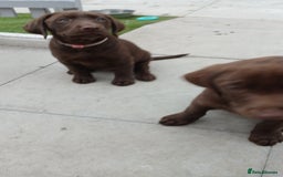 Labrador Retriever dogs for sale: Champain/chocolate puppys - Image 37